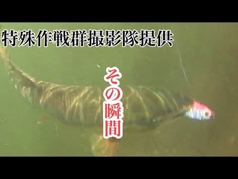 【鮭釣り】鮭の水中映像