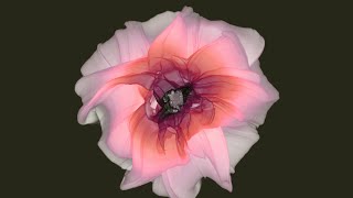Generative Art - Genesis
