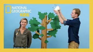 Trees! Big & Small 🌳| Weird But True! | S2 E5 | Full Episode |@natgeokids