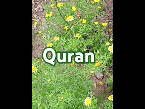 Quran 🤲 Urdu translation #viralvlog #subcribemychannel