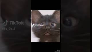 😂🐈😍so sweet #music# Animal's #cat #vlogsong