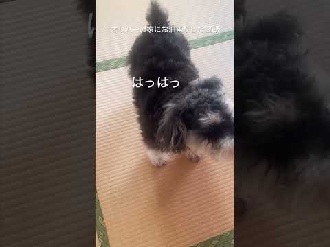 仲良し犬猫#ノルウェージャンフォレストキャット#ミニチュアシュナウザー#仲良し犬猫