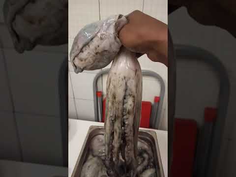 অক্টোপাস, Octopus Fresh, Polpo Fresco,