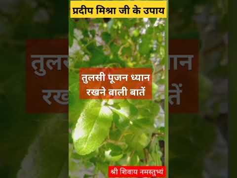तुलसी पूजन कैसे करें || #shotfeed #shotsfeed #tulsivivah #tulsipuja #tulsipujavideo #pradeepmishra