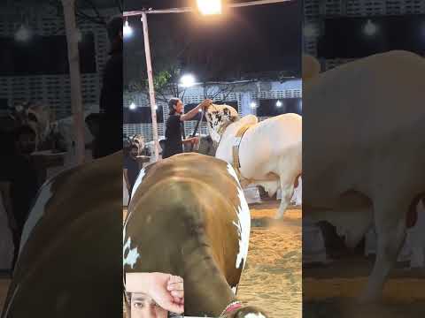 Ma Sha Allah havevy#cow #bakraeidlover #bakraeid2k24 #explore #love #animals #answer #bull