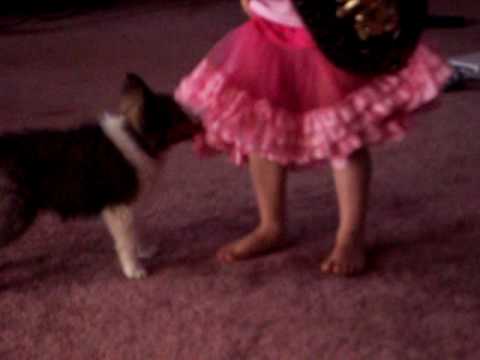 Ginger playing