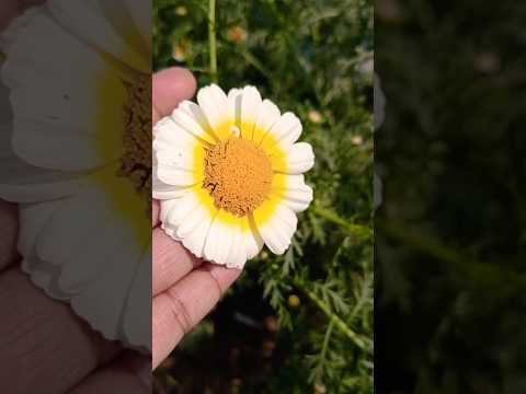 #cowndaisy /Gulbahar /annual chrysanthemum/crown daisy #crowndaisy #gulbahar #annualcrysanthemum