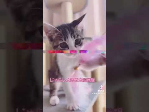 じゃらし大好き本能覚醒😘