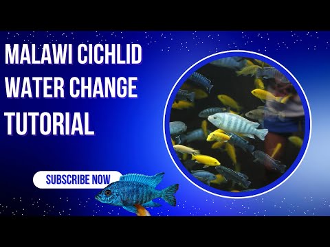 Essential Guide: How to Perform a Water Change for Malawi Cichlids