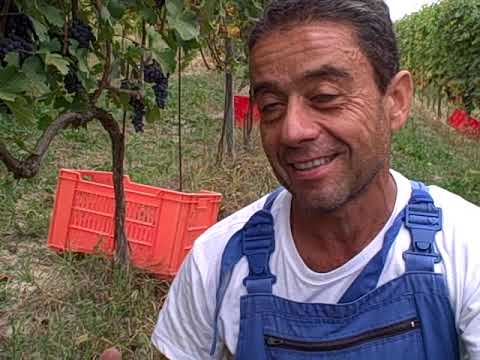DBGitalia meets Franco Fiorino of Bruna Grimaldi harvesting their San Lorenzo di Verduno vyd, Oct'19