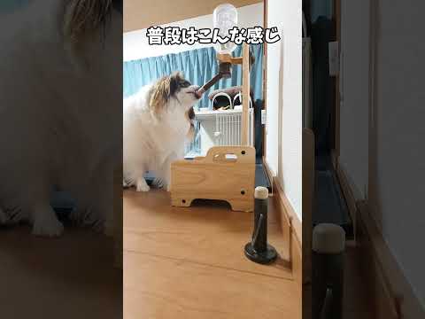 クセが強い水飲み