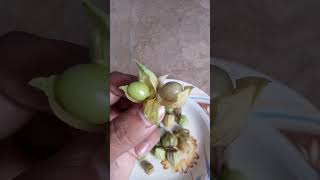 Grow raspberry plant & health benefits #shorts #youtubeshorts #viralshort
