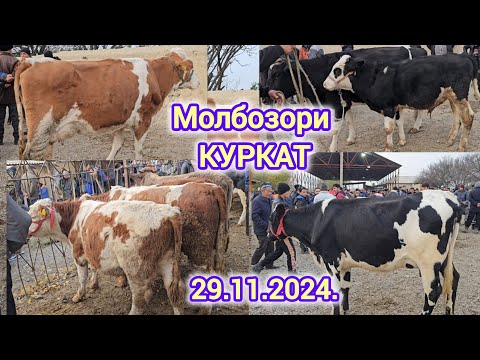 МОЛБОЗОР ХУДЧАНД КУРКАТ 29 НОЯБР 2024Г ОЧА БАЧА ВА БУКАЧАХО ГУНОЧИНХО