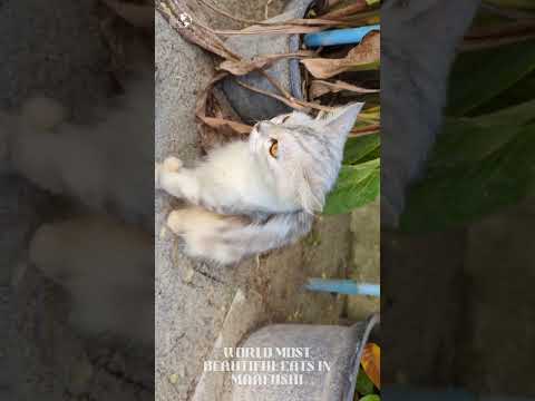 World Most Beautiful Cats in Maafushi. #travel #blogger #cat #food #maldives #vacation #like #love