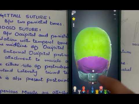 LECTURE # 08: POSTERIOR VIEW OF THE SKULL #3d #skull #anatomy #medicosphere #viral #video #medical 