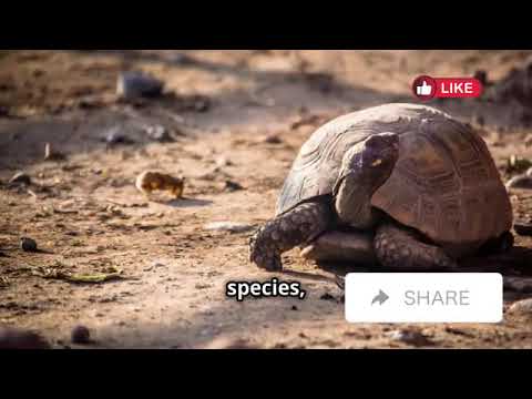 Animals That Went Extinct in the Last Decade | Avery Bliss