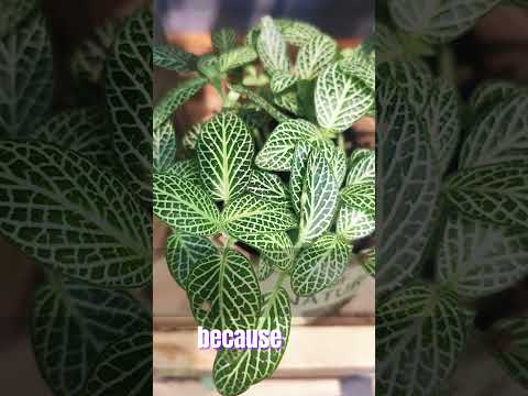 Peperomia Plant #houseplants #plantcare #shortvideo #indoorplants #plants