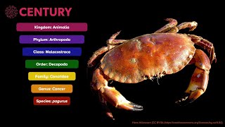 Linnaean System of Classification | Biology