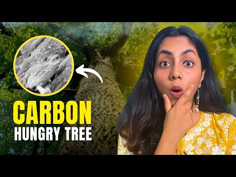 Meet the Tree That Could Save the Planet! | The Good News Show Ep. 94