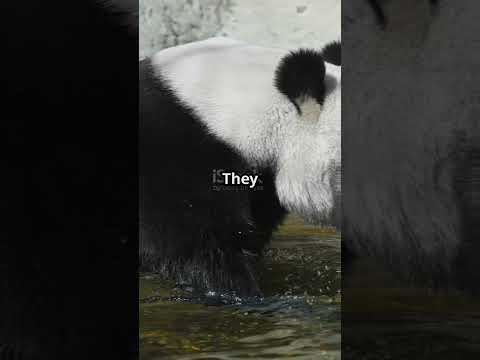 Fascinating Panda Facts That Will Amaze You  #interesting #facts #animals