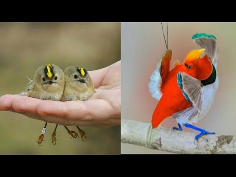 Top 5 Smallest Birds in the world #Brids #Smsllestbrids #Smallestanimal