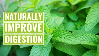 The 5 Best Ways to Improve Your Digestion Naturally