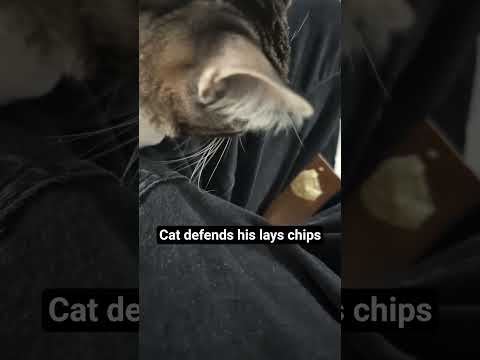 Lays you got a cat that adores you! @Lays #youtubeshorts #viral #fypシ゚viral #fyp #comedy