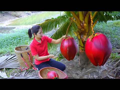 Harvesting 1000 + Blood Coconut in the rapid stream To Sell At Market |Tieu Ca - Free Bushcraft