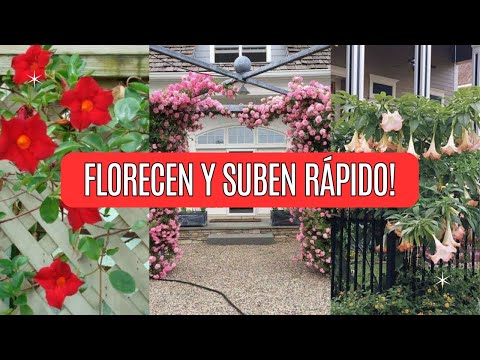 12 Fast-Growing Flowering Vines That Will Transform Your Garden