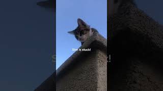Stuck on the wall! #catlover #stuck