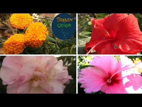 Terrace Gardening Plants/Home Gardening/Terrace Garden Ideas for Home - Trendy Orion
