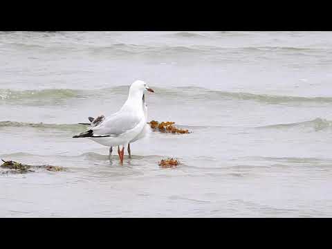 2019.12.15 Seagull Mother and Chick 1080p
