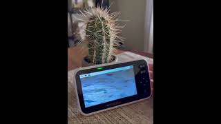 Meet the HelloBaby Video Baby Monitor