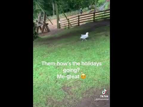 They are playing tag #summerholidays2024