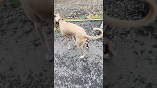 Picking up dog poop 🐶💩