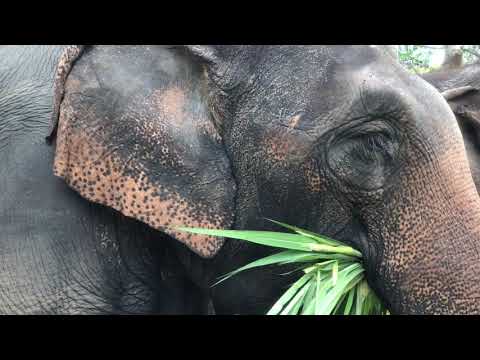 Elephant Sanctuary - Elephant Green Hill - Chang Mai Thailand