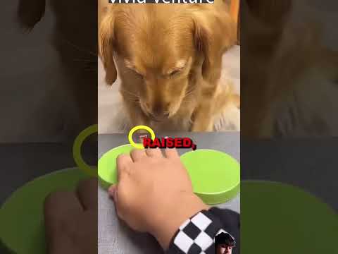 The dog was sad 😭😭😔 #dog #sad #saddogie #shortvideo #shot #shorts