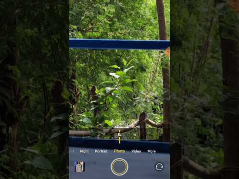 Vivo t3 Pro 5G camera zoom test 😱🔥🔥 #smartphone #vivo #zoomtest #youtubeshorts