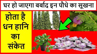 घर हो जाएगा बर्बाद इन पौधे का सूखना होता है धन हानि का संकेत