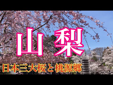 【観光】【ツアー1日目】沖縄から山梨県日本三大桜と桃の花「高遠桜と山高神代桜 軽井沢3日」ツアー