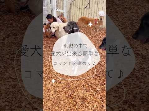 ※説明欄見てね！【刺激の中で愛犬が出来るコマンドをかけて褒めて♪】