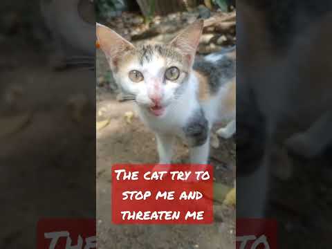 the cat threatened me#shortvideo #subscribe #cutecat #cat