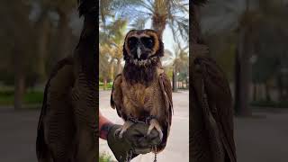 Umm Al Emarat park #abudhabi beautiful park #abudhabicityvibes