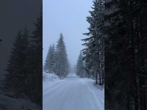 Winter walk #snow #winterseason #winterwonderland #mountains #nature #winterspecial #travel