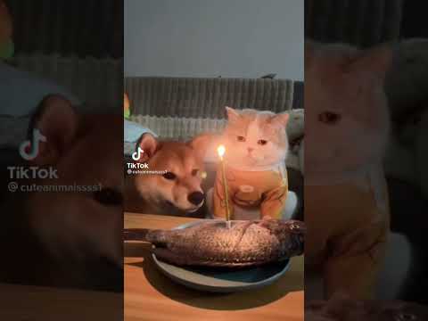 คลิปฮาๆน้องแมว - NO.12  #น้องแมวน่ารัก  #คลิปแมว #cat