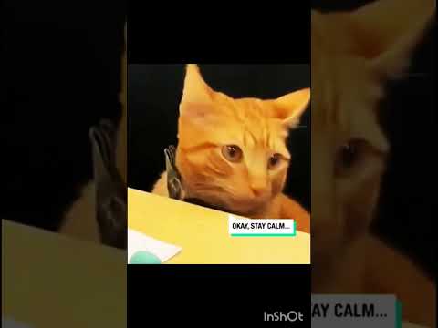 Billi in Office 😆 #shortvideo #youtubeshorts #cat #thuglife #vs  #funnydubbingvideo