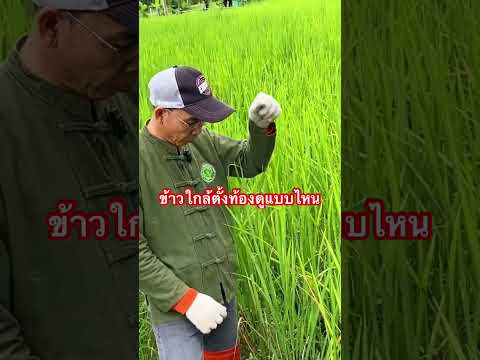 ข้าวใกล้ตั้งท้องดูแบบไหน?|ใส่ปุ๋ยรับรวงสูตรใด?