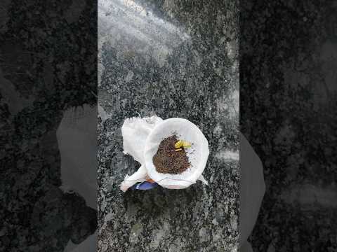 Ever made chai this way | Trending Dum Chai | Dum Chai | Viral Tea Recipe #shorts #tea