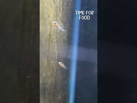 Malawi Cichlid fry(babies) eating some algae off the glass. They seem to be enjoying it. #fyp #fish