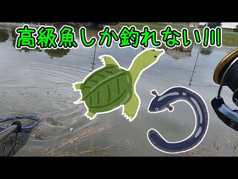 川で高級魚が連発